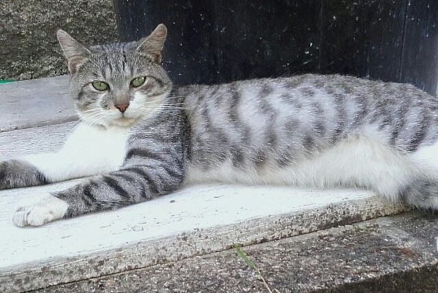 Vermisstmeldung Katze Männliche , 8 jahre Saint-Léonard-de-Noblat Frankreich Vermisstmeldung Katze Männliche , 8 jahre Saint-Léonard-de-Noblat Frankreich