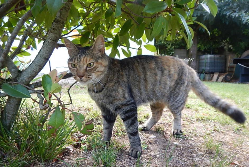 Vermisstmeldung Katze Weiblich , 17 jahre Lagnieu Frankreich Vermisstmeldung Katze Weiblich , 17 jahre Lagnieu Frankreich