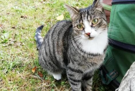 Vermisstmeldung Katze Weiblich , 5 jahre Niergnies Frankreich Vermisstmeldung Katze Weiblich , 5 jahre Niergnies Frankreich
