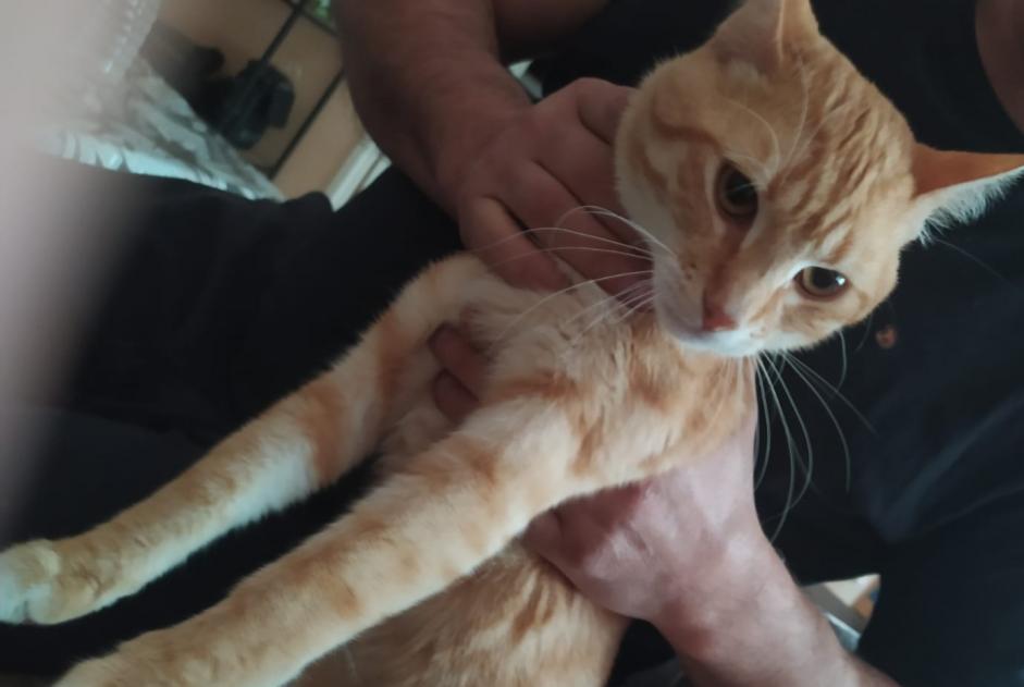 Vermisstmeldung Katze Männliche , 1 jahre Tourcoing Frankreich Vermisstmeldung Katze Männliche , 1 jahre Tourcoing Frankreich
