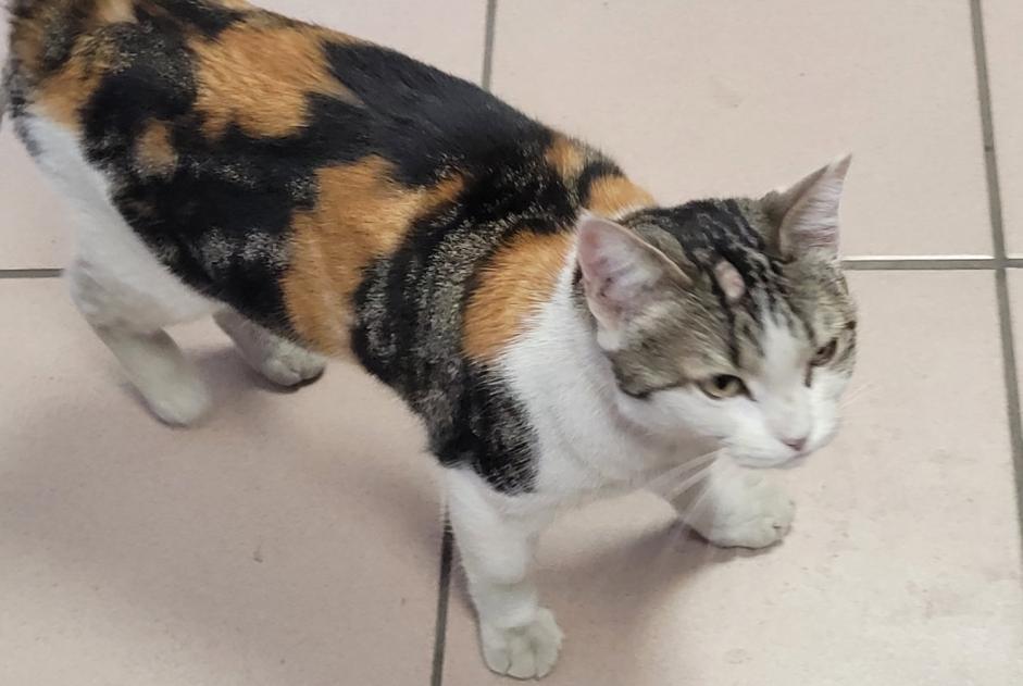 Discovery alert Cat miscegenation Female Roubaix France Discovery alert Cat miscegenation Female Roubaix France