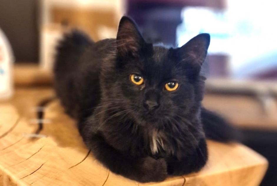 Disappearance alert Cat miscegenation Female , 1 years Tourcoing France