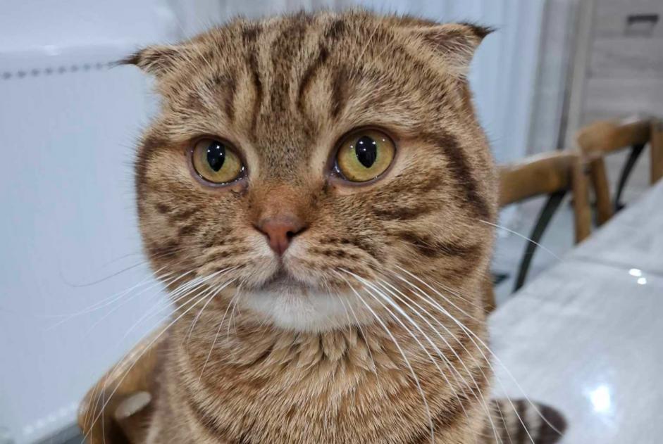 Disappearance alert Cat Male , 2 years Terville France Disappearance alert Cat Male , 2 years Terville France
