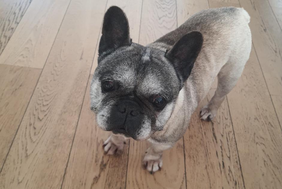 Disappearance alert Dog Male , 12 years Aubers France Disappearance alert Dog Male , 12 years Aubers France