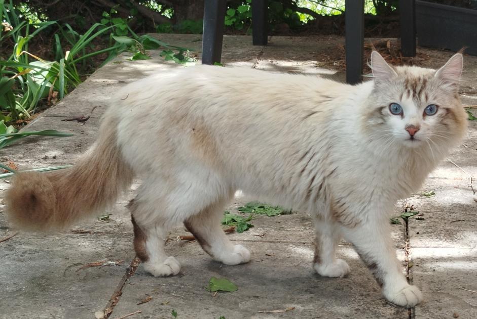 Alerta de Hallazgo Gato cruce Macho , 2 años Meung-sur-Loire Francia