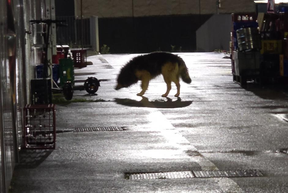 Alerta de Hallazgo Perro cruce Desconocido Archamps Francia