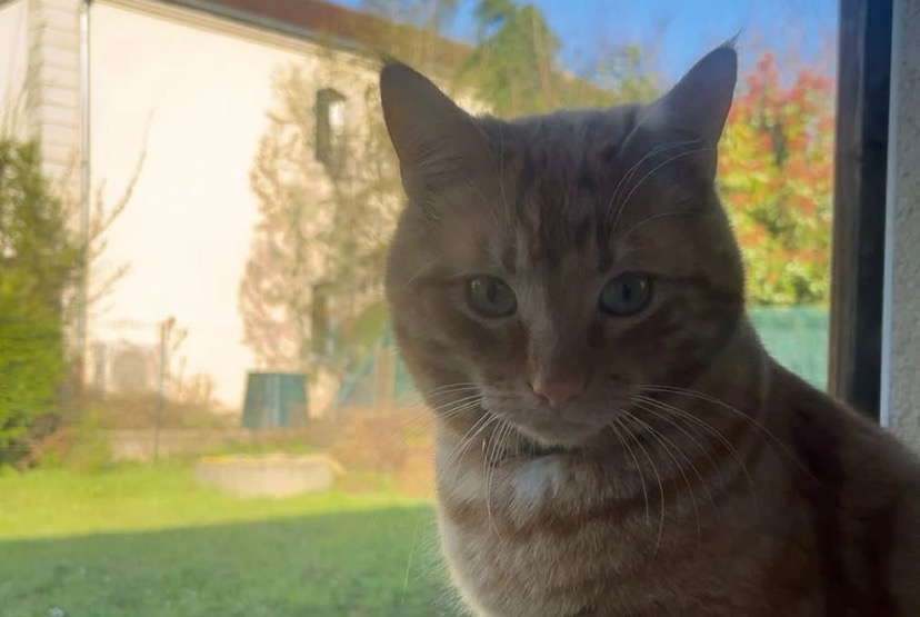 Alerte Disparition Chat croisement Mâle , 2 ans Mondelange France
