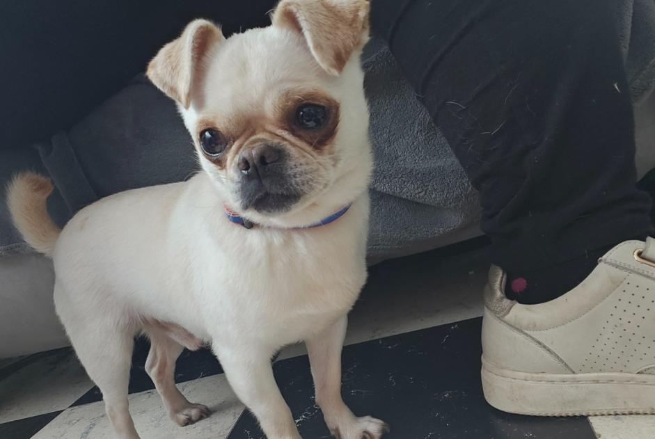 Alerte Disparition Chien  Mâle , 3 ans Ribécourt-la-Tour France