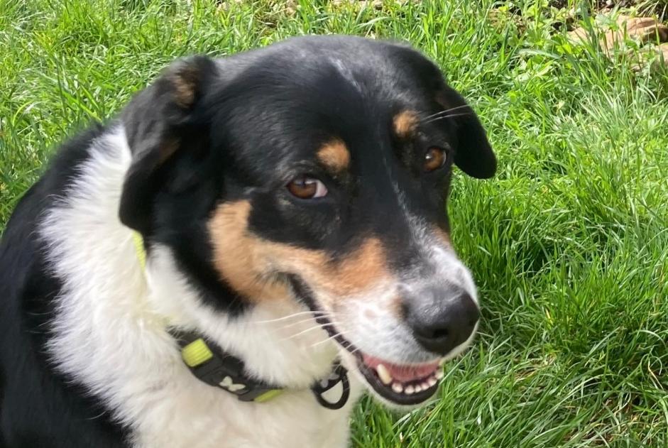 Alerte Disparition Chien Femelle , 7 ans Blyes France Alerte Disparition Chien Femelle , 7 ans Blyes France