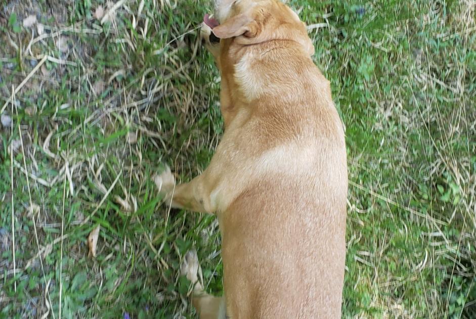 Alerte Découverte Chien Mâle Pierre-Percée France Alerte Découverte Chien Mâle Pierre-Percée France