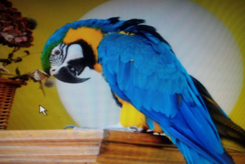 Alerte Disparition Oiseau Mâle , 2025 ans Jolimetz France Alerte Disparition Oiseau Mâle , 2025 ans Jolimetz France
