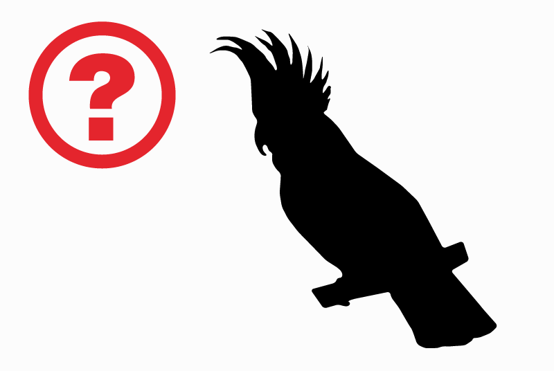 Disappearance alert Bird Female , 2025 years Metz France