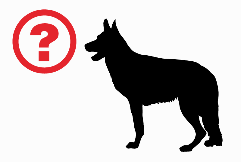 Alerte Découverte Chien Femelle Champenoux France