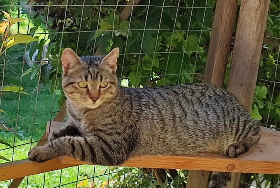 Avviso scomparsa Gatto incrocio di razze Maschio , 1 anni Saint-Jean-Kourtzerode Francia