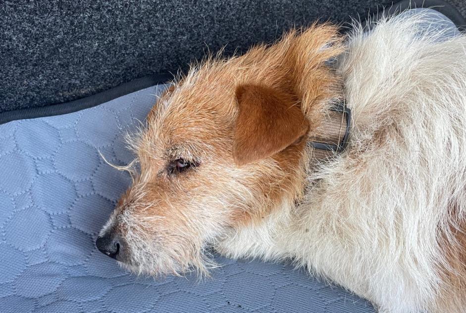 Ontdekkingsalarm Hond Mannetje Varennes-sur-Allier Frankrijk Ontdekkingsalarm Hond Mannetje Varennes-sur-Allier Frankrijk