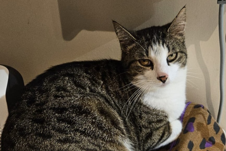 Alerta desaparecimento Gato  Macho , 5 anos Verneuil-sur-Vienne France