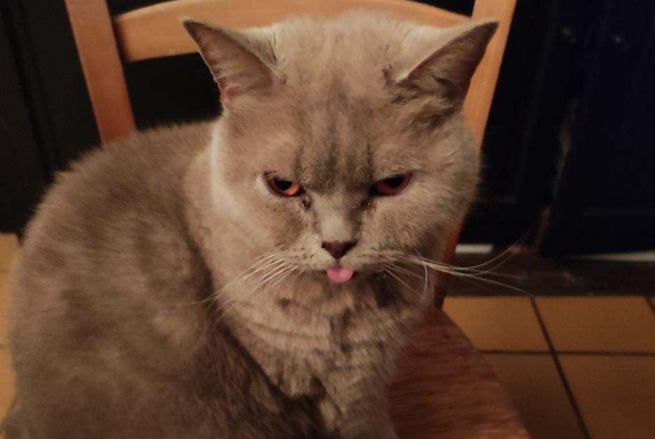 Alerta desaparecimento Gato Macho , 2 anos Limoges France Alerta desaparecimento Gato Macho , 2 anos Limoges France