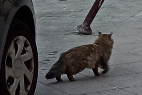 Alerta descoberta Gato Desconhecido , 4 anos Lille France